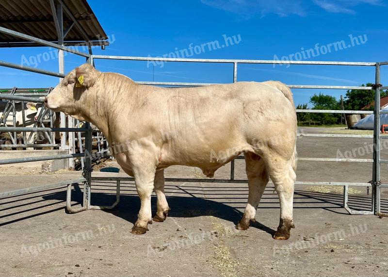 Podpora plemenných býků - Plemenný býk Charolais na prodej