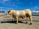 Wsparcie dla byków hodowlanych - Byk hodowlany rasy Charolais na sprzedaż