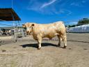 Breeding bull support - Charolais breeding bull for sale