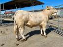 Breeding bull support - Charolais breeding bull for sale