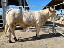 Unterstützung für Zuchtbullen - Charolais-Zuchtbulle zu verkaufen