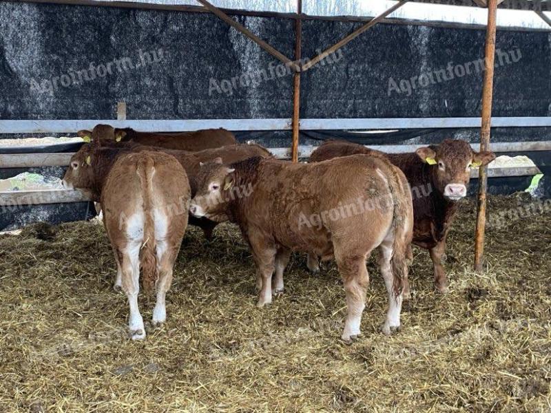 Limousin breeding bulls