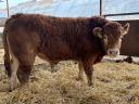 Limousin breeding bulls