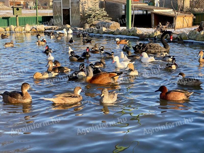 Водене птице траже своје ново место ИСПОД ЦЕНЕ