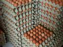 Farm Eggs