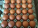 Farm Eggs