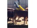 Automatic swing arm cow brush