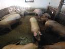 Fattening pigs for sale