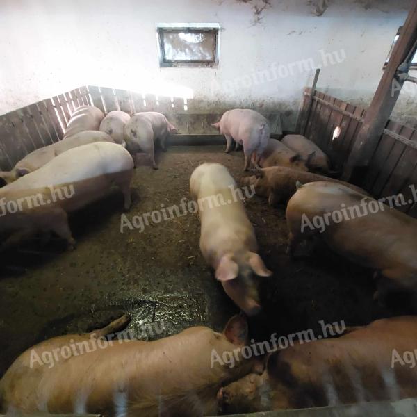 Fattening pigs for sale