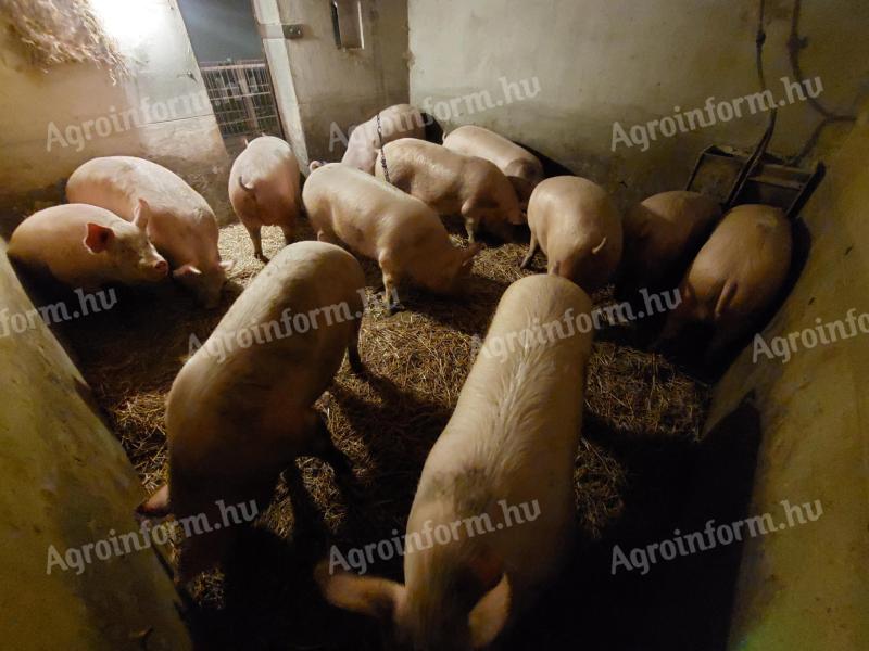 Fattening pig 200-250 kg