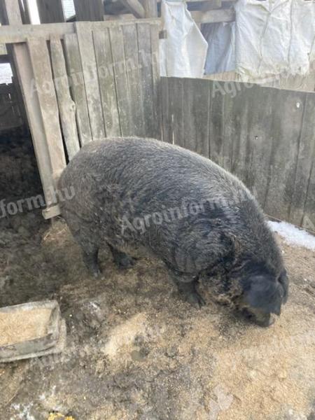 Mangalica in beli merjasec