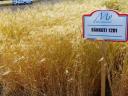 Wheat from Bánkút