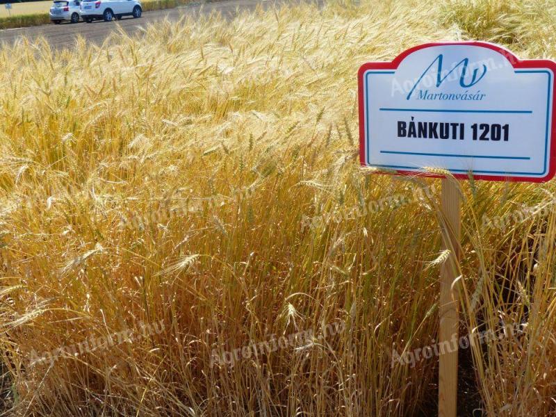Wheat from Bánkút