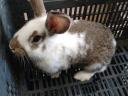 Domestic rabbit