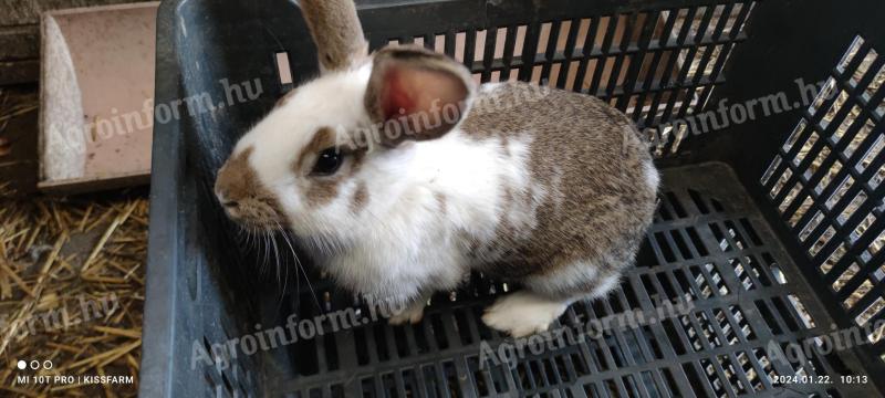 Domestic rabbit