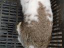 Domestic rabbit
