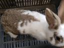 Domestic rabbit
