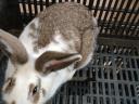 Domestic rabbit