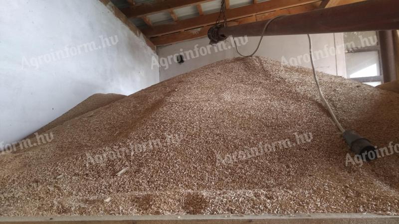 Pszenżyto wysiewane z nasion na sprzedaż w Bokod