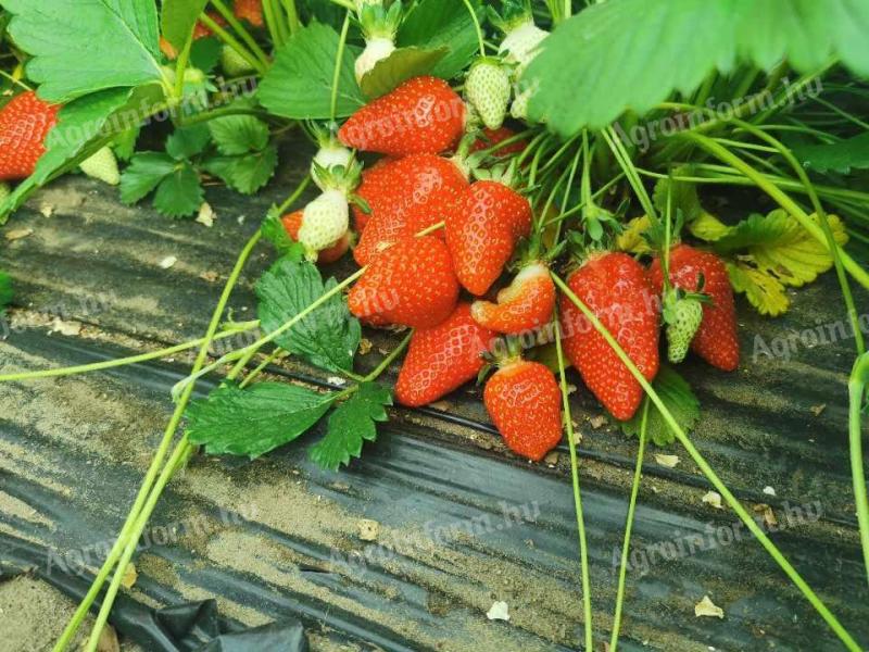 Plantany truskawkowe Frigo na sprzedaż