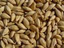Јечам и пшеница на продају од произвођача