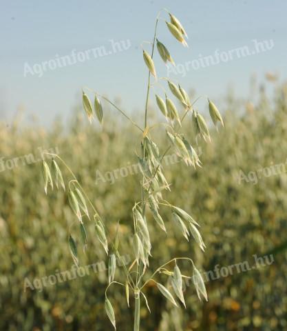 Poseidon spring oat seeds in 900 kg Big-Bag