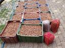 Lieskové orechy (v škrupine) a jadrá lieskových orechov 2000 Ft/kg