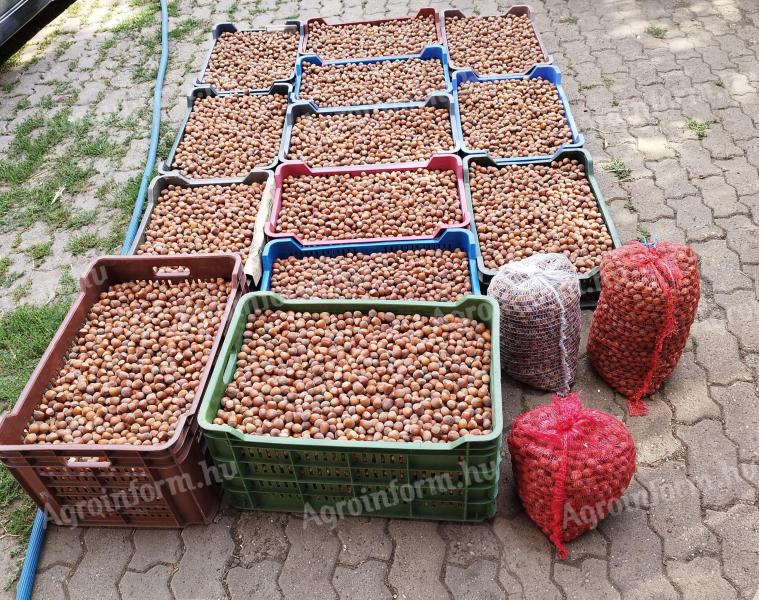 Lieskové orechy (v škrupine) a jadrá lieskových orechov 2000 Ft/kg