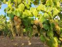 Виноград на продају у винском региону Матра
