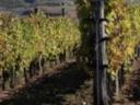 Podgorie de vânzare în regiunea viticolă Mátra