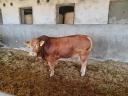 Limousin bulls for sale