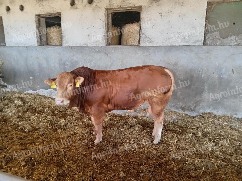 Limousin bulls for sale