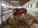 Limousin bulls for sale