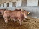 Limousin bulls for sale