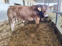 Limousin bulls for sale