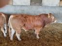 Limousin bulls for sale