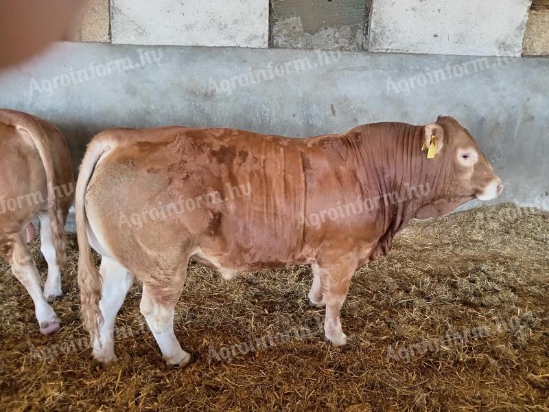 Limousin bulls for sale