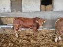 Limousin bulls for sale