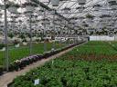 Modern garden centre and nursery for sale in Békéscsaba at a great price