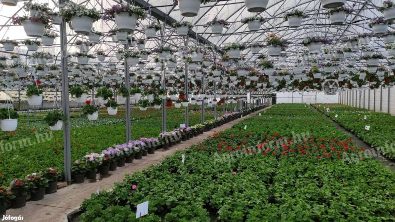 Modern garden centre and nursery for sale in Békéscsaba at a great price