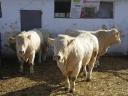 Charolais tenyészbikák eladó