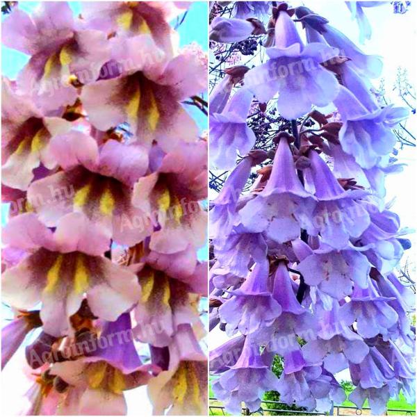 Császárfa mag,  Paulownia mag,  kínai császárfa mag 600dbmag 1000ft