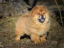 Csau-csau / chow chow