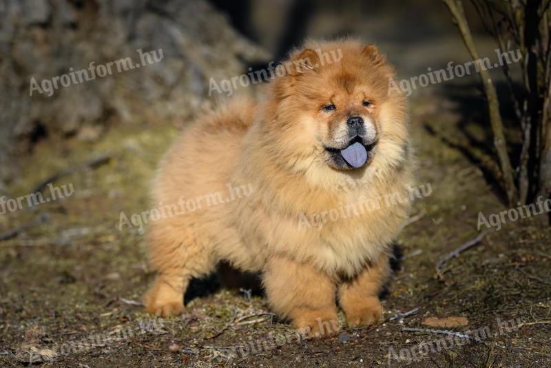 Csau-csau / chow chow