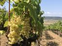 Vineyard for sale in the Tokaj Wine Region