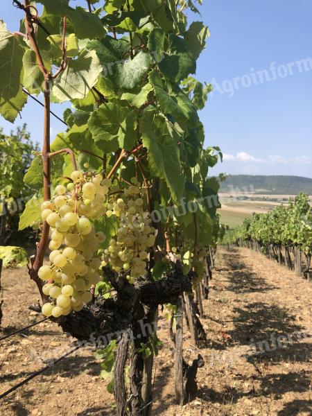 Vinograd za prodajo v vinorodni deželi Tokaj