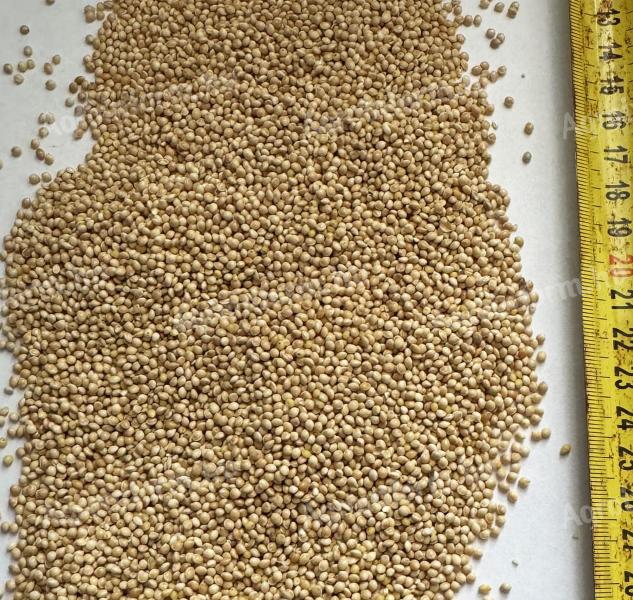 We are looking for white, yellow and red millet