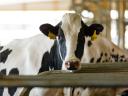 Тражимо чувара животиња за комплетну фарму млека