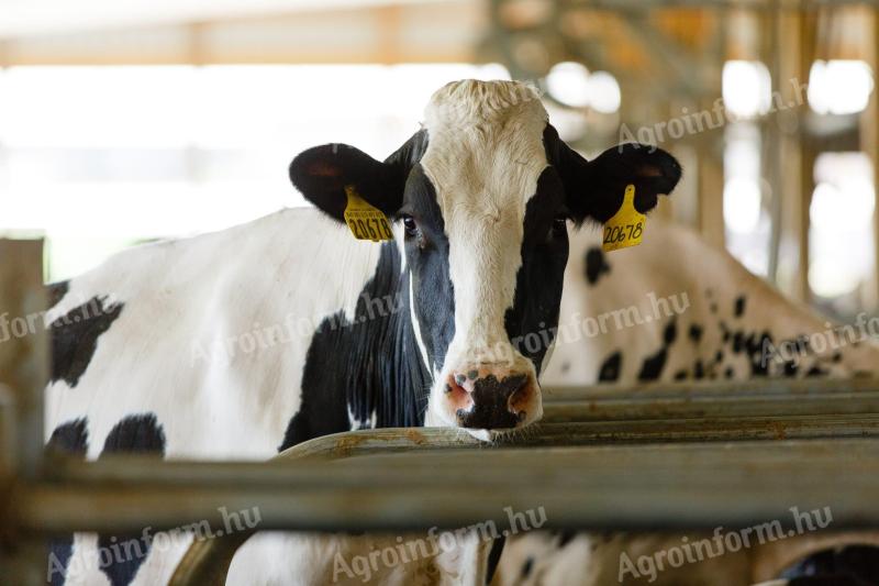 Tražimo njegovatelja životinja za kompletnu farmu muznih krava