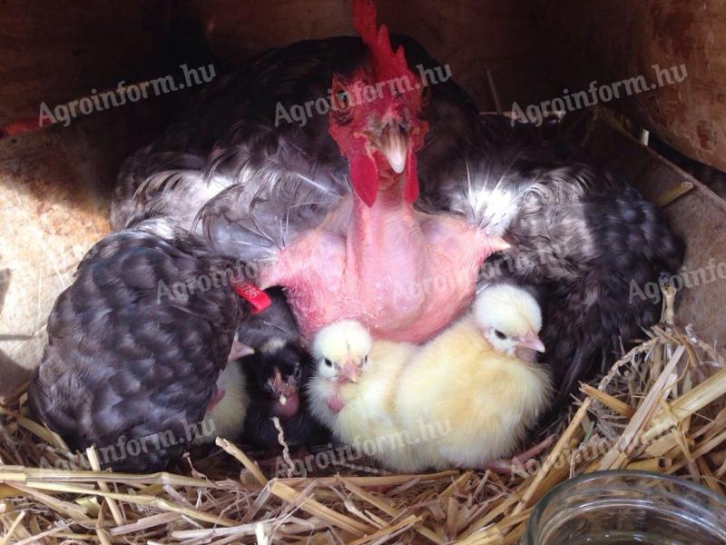 Transylvanian Hens with hemp seeds for hatching 230 forints